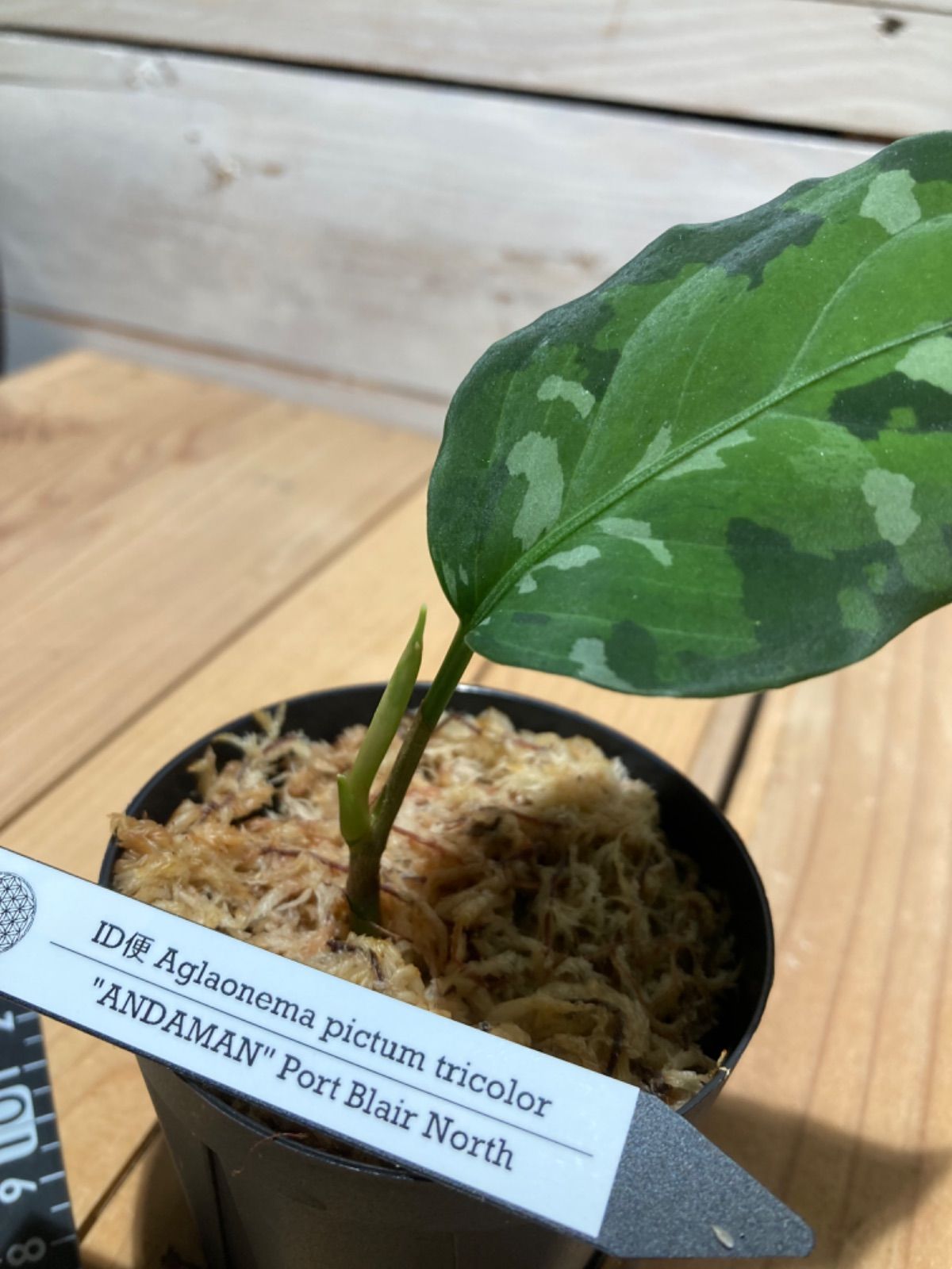 (ANDAMAN)アグラオネマ　ピクタム Aglaonema pictum 