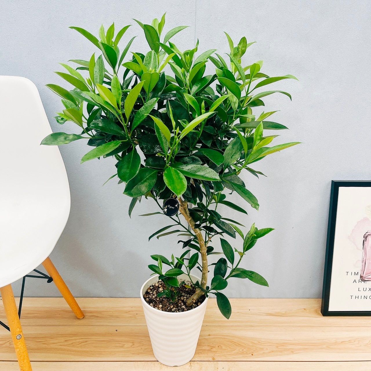 ファグラエア ベルテロアナ 曲がり 観葉植物 室内 インテリア