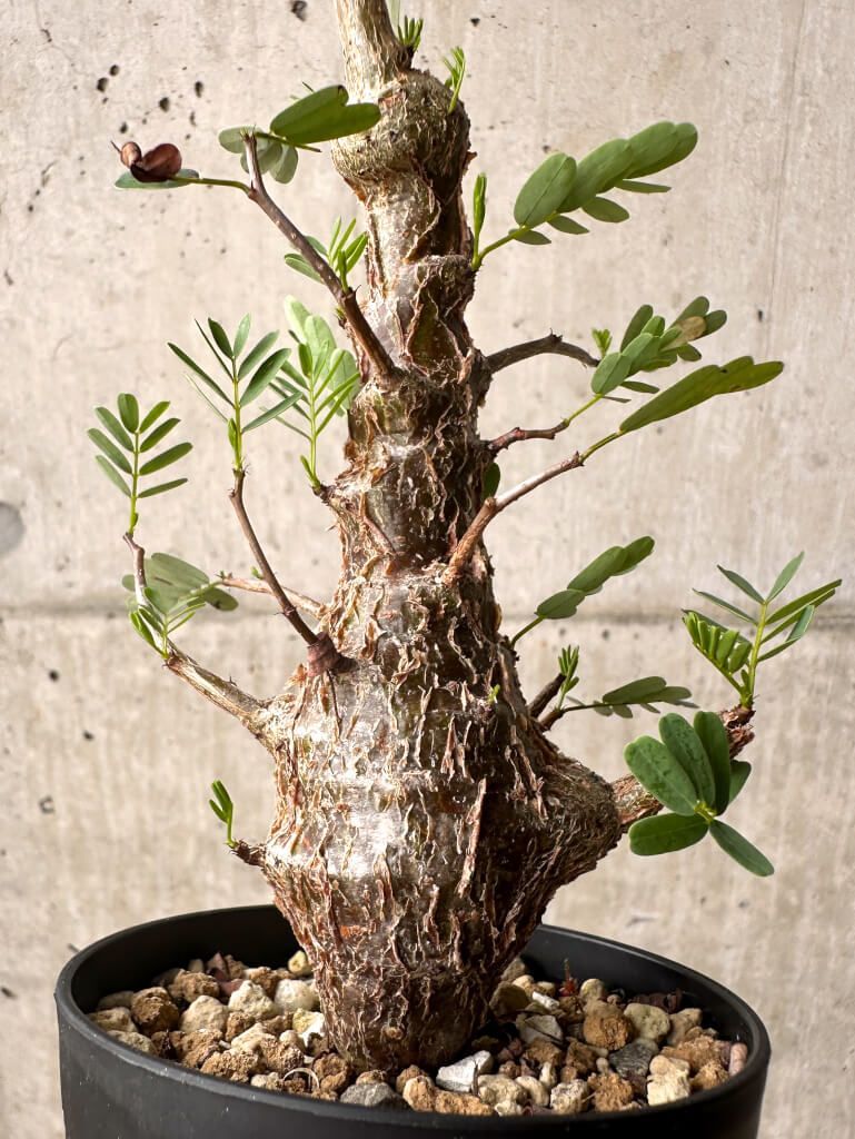 現品限り】センナ・メリディオナリス 実生【U22】 Senna meridionalis