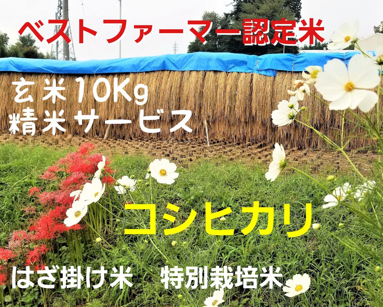 令和5年長野県産 特別栽培はざ掛けコシヒカリ 玄米10Kg 精米サービス - メルカリ
