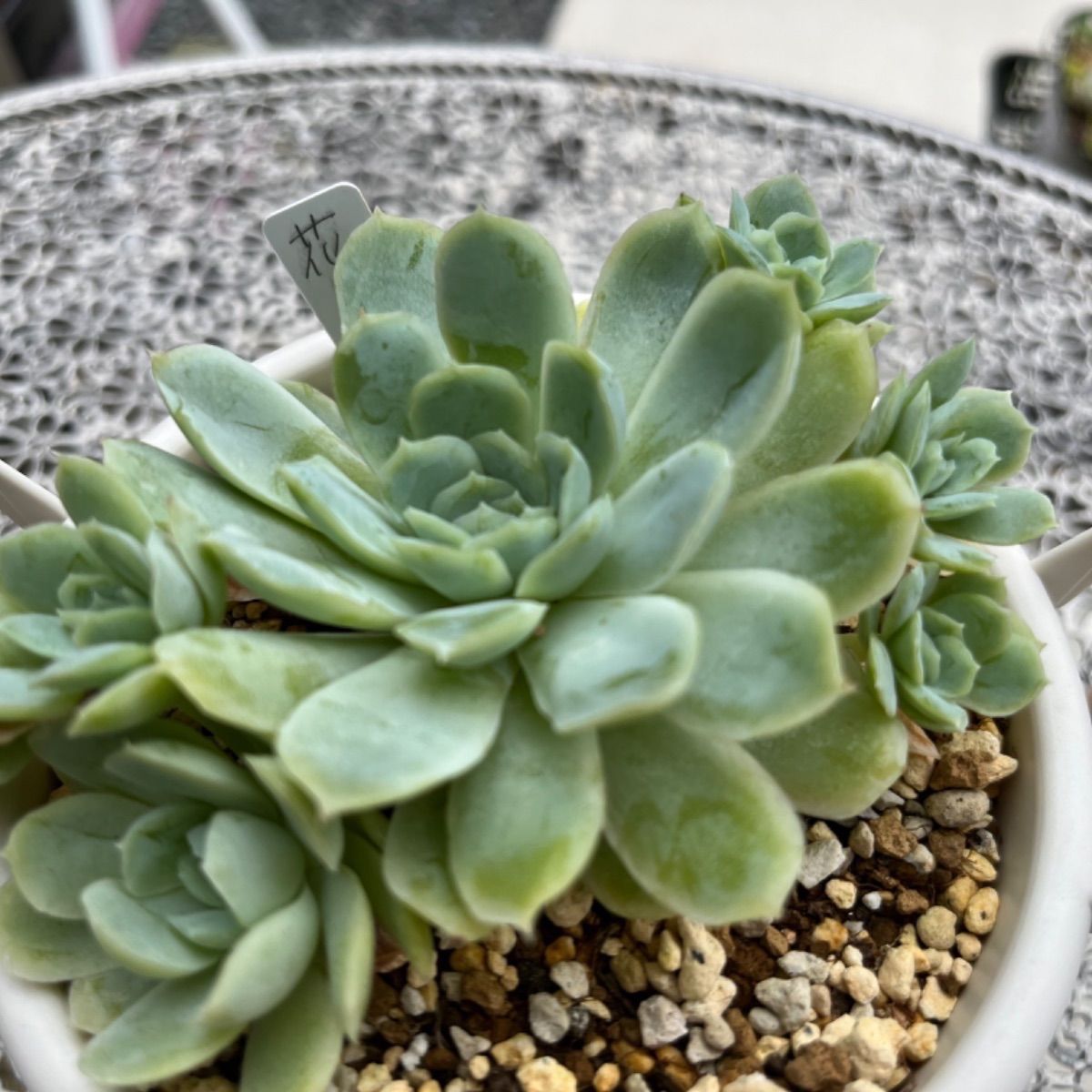 多肉植物 花月夜 群生 抜き苗 - 多肉ショップ ☘️ お多福 - メルカリ