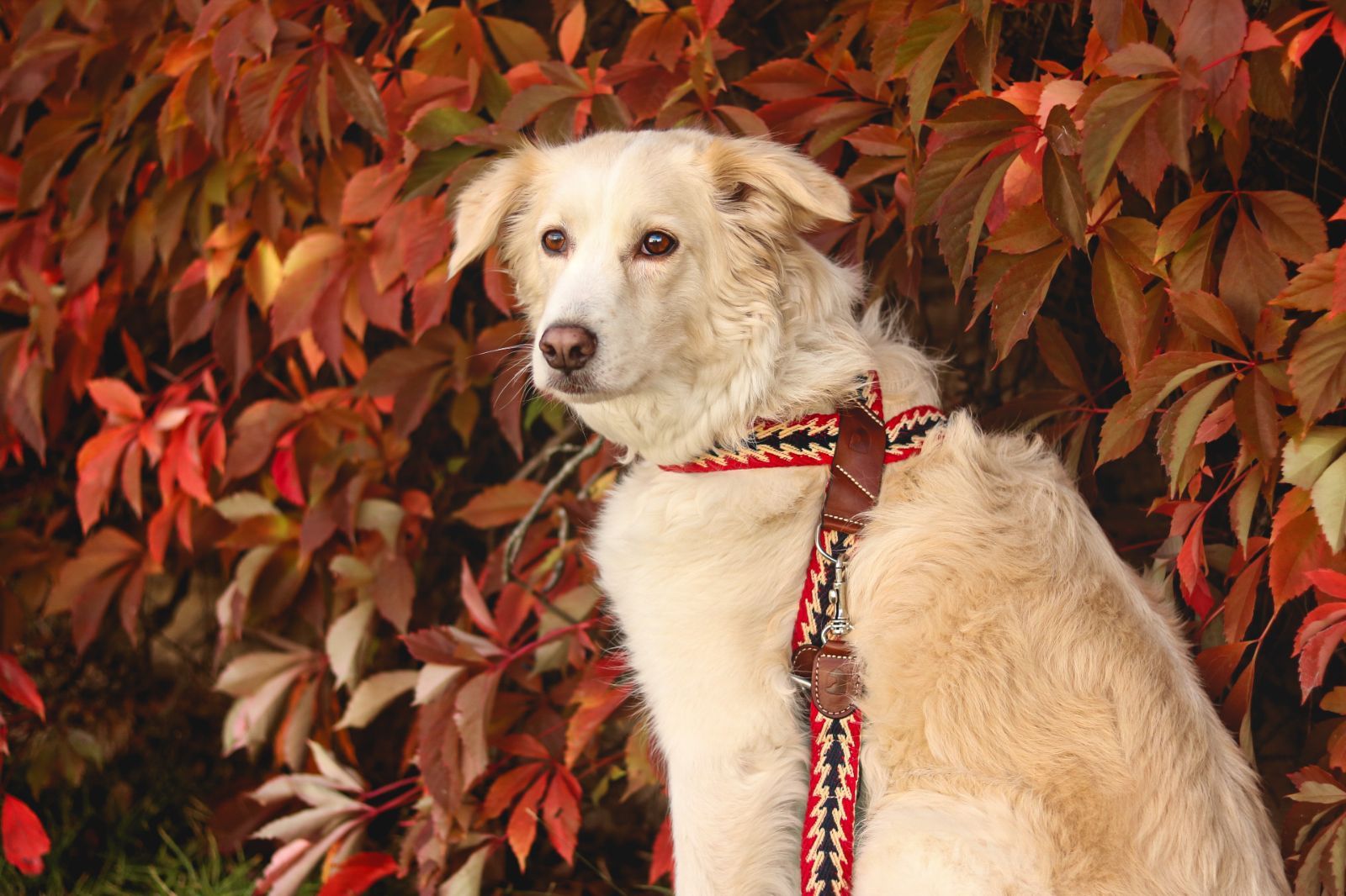 スペイン製 高級犬用ハーネスPeruvian Arrow Red（小型犬中型犬