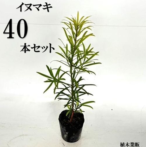 40本セット イヌマキ樹高0.25m前後10.5cmポット
