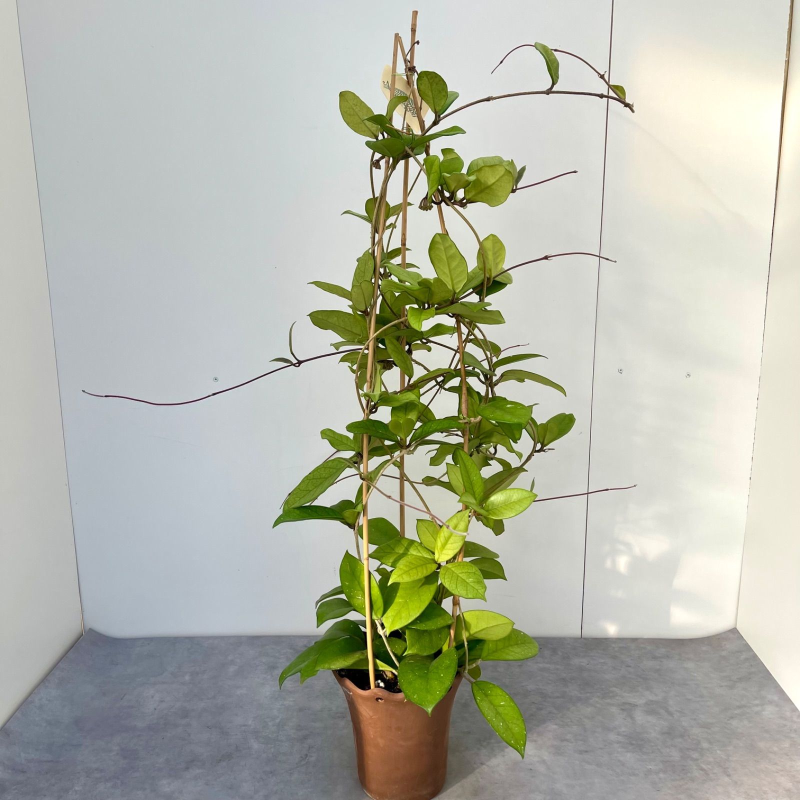 観葉植物