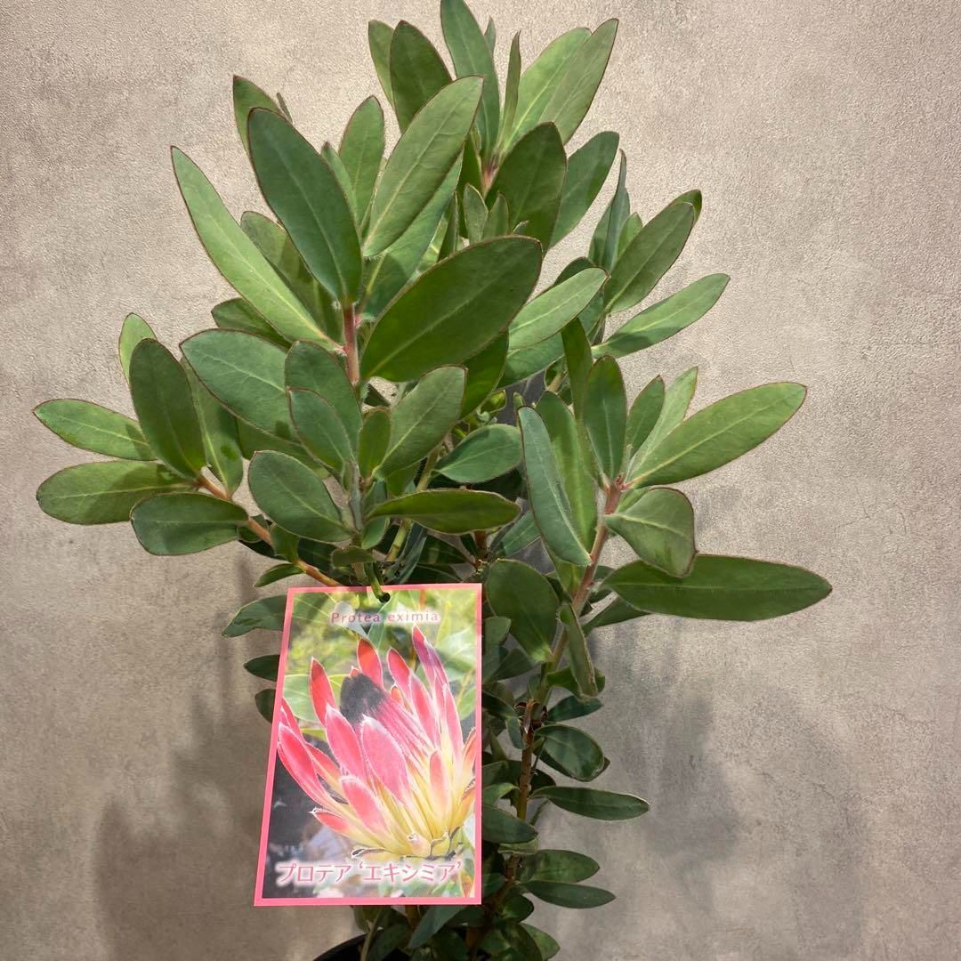 プロテア エキシミア6号 プロテア・エキシミア - 花図鑑