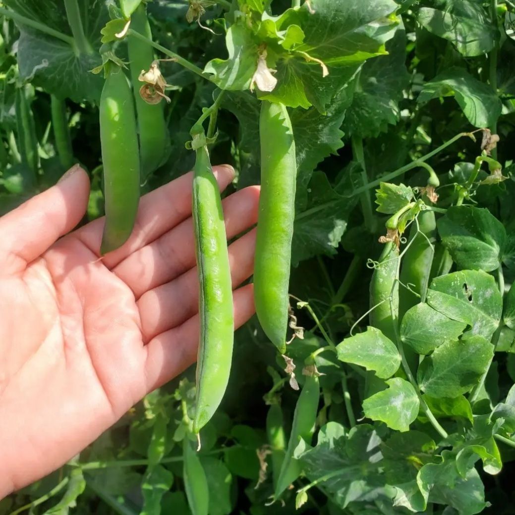 長いえんどう豆の種(自然栽培)(Green Shaft)