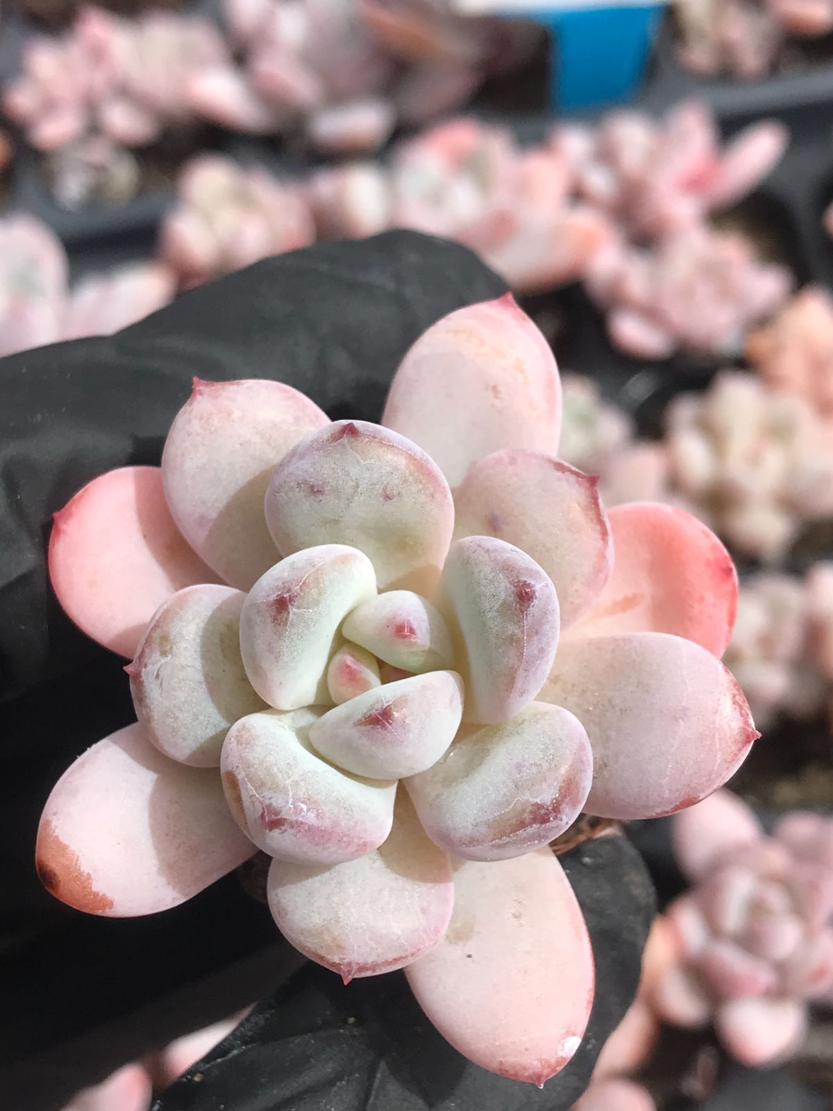 V164-1 飴心C 128苗 多肉植物 土と根付き エケベリア レア種