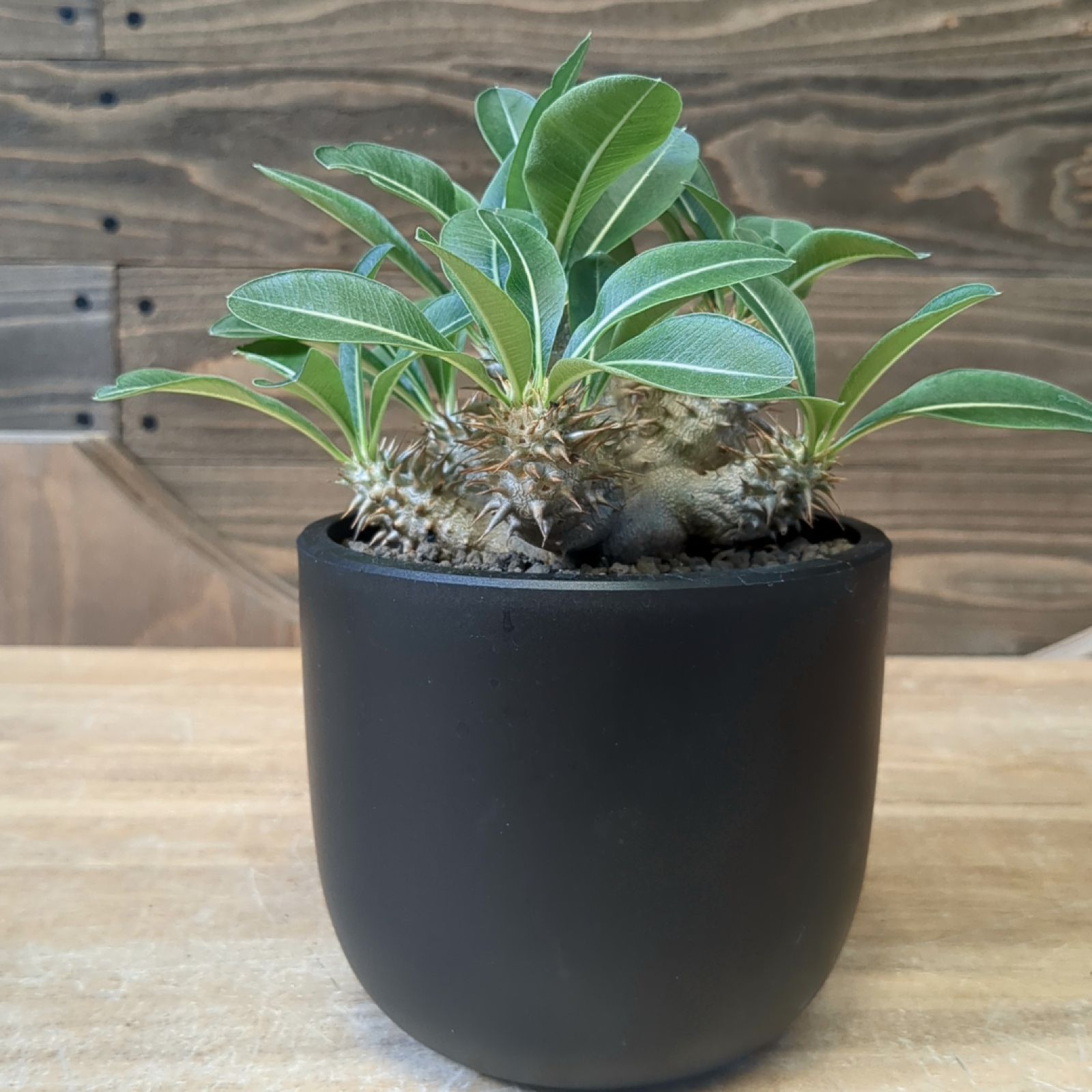 パキポディウム　恵比寿大黒　真ん丸　コレクション株　鉢ごと発送 パキポディウム 恵比寿大黒 真ん丸 コレクション株 鉢ごと発送 【公式