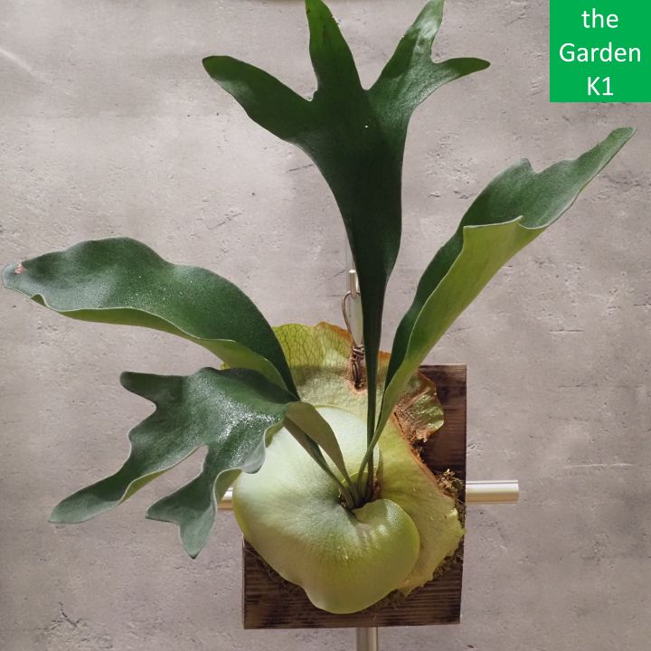 【新品未開封】ボクラノコントローラー 108studio 新品未開封】ボクラノコントローラー 108studio