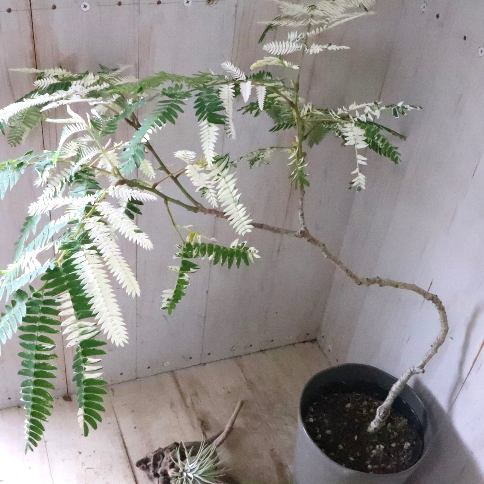 希少♡斑入り♡エバーフレッシュ♡ネムの木♡観葉植物
