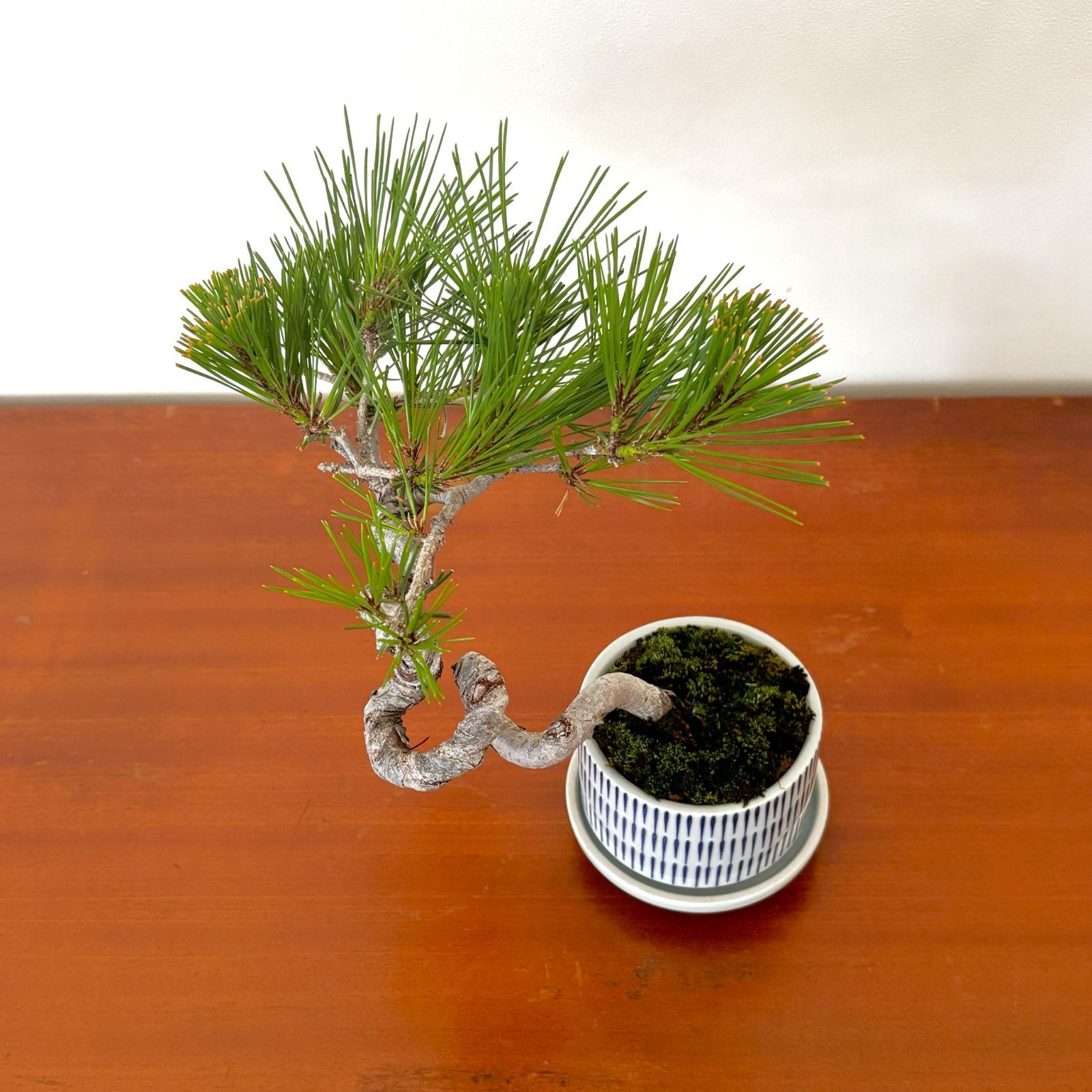 中型松盆栽 苔付き 陶器鉢 赤松