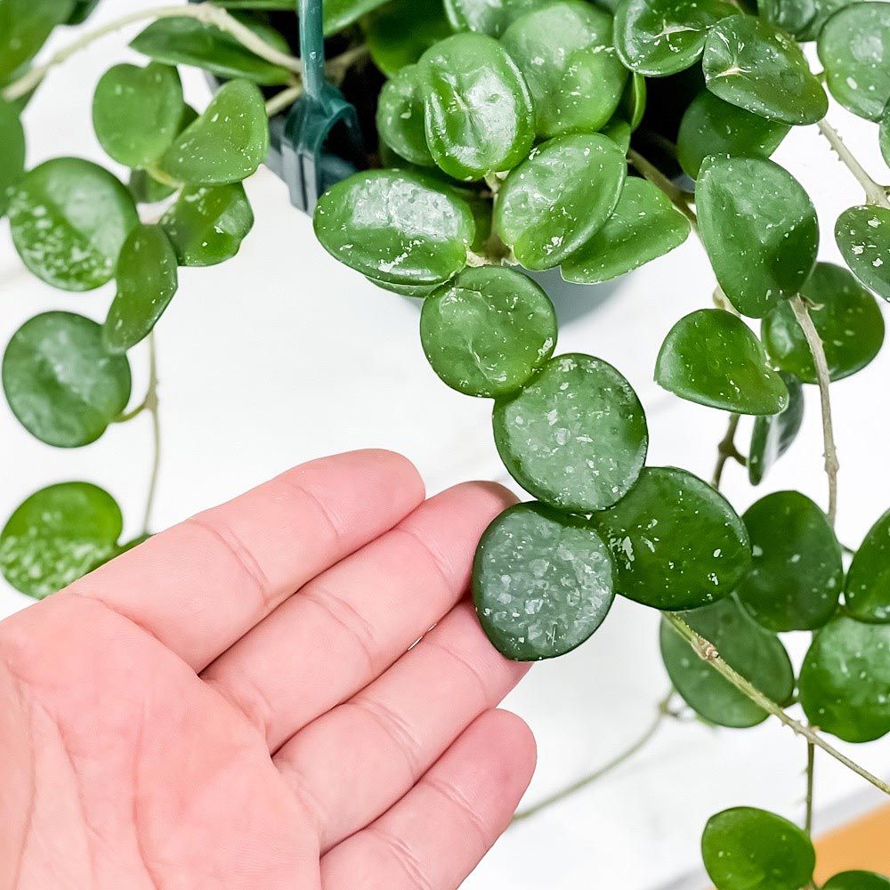 ホヤ　マチルダ　植え木鉢ごと ホヤ マチルダ 植え木鉢ごと ホヤ マチルダ 植え木鉢ごと