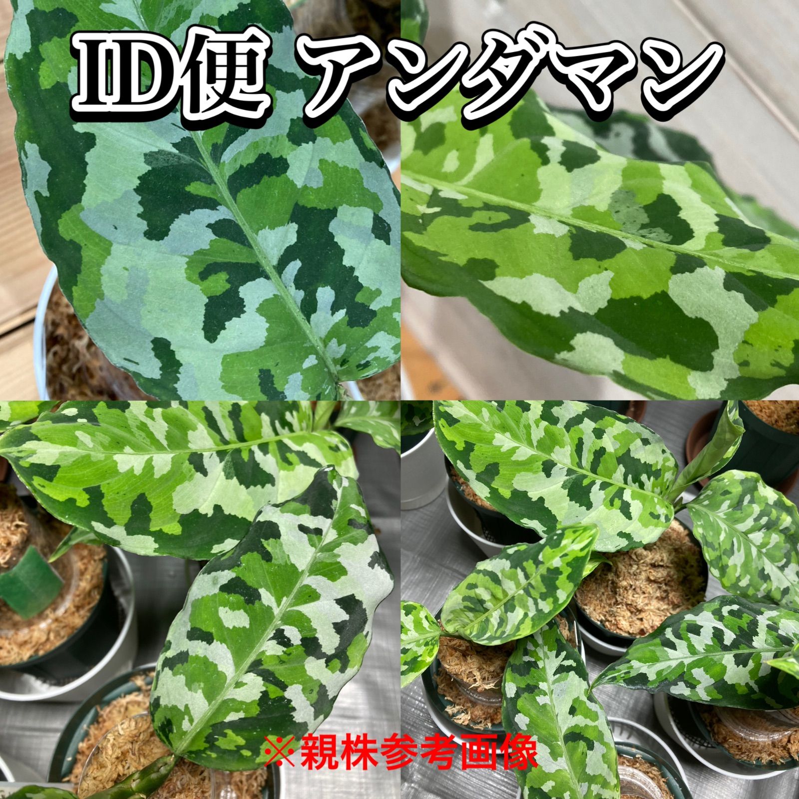 アグラオネマ トリカラー アンダマン？② 観葉植物 - 植物/観葉植物