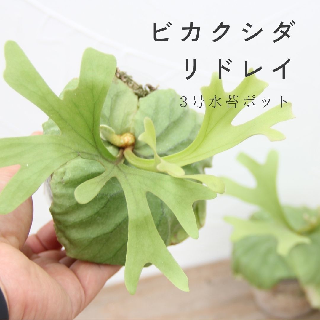 ビカクシダ(コウモリラン)リドレイ』 Platy. ridleyi 3号水苔 ビカクシダ(コウモリラン)リドレイ』 Platy. ridleyi 3号水苔