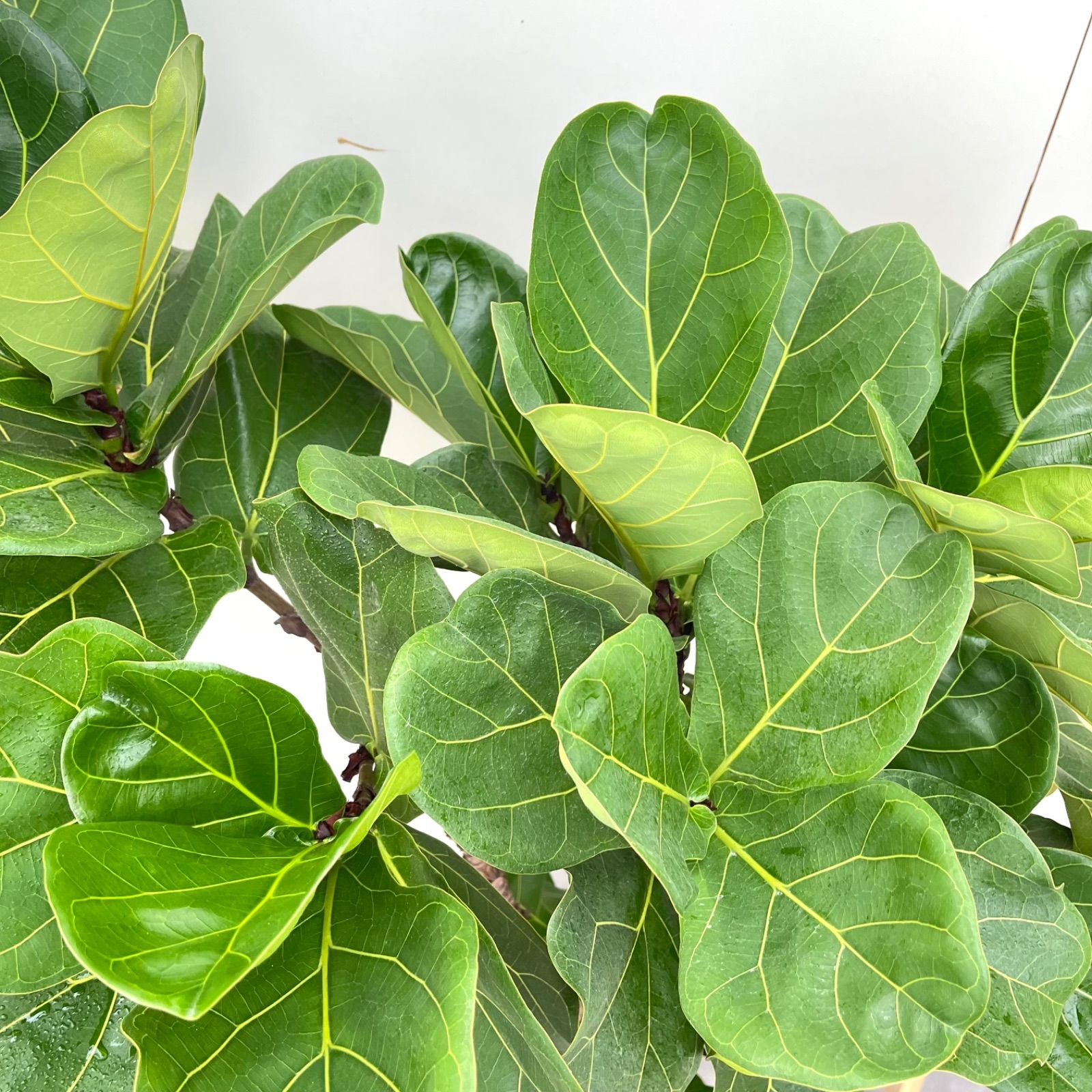 カシワバゴム フィカス