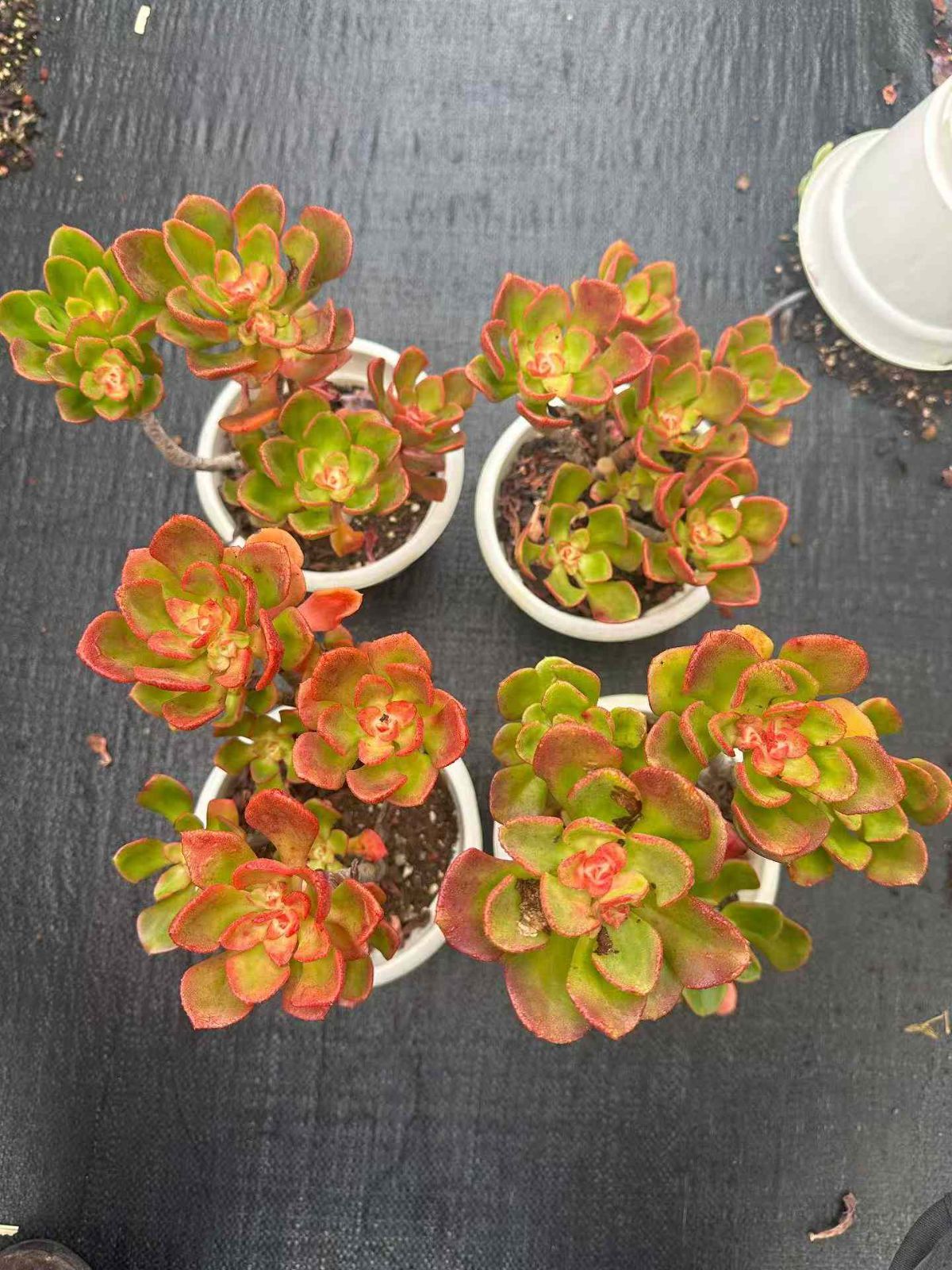 ZAN30×12 コウバイカ 抜き苗 多肉植物 アエオニウム エケベリア 韓国苗 YUZUMIYA_COM