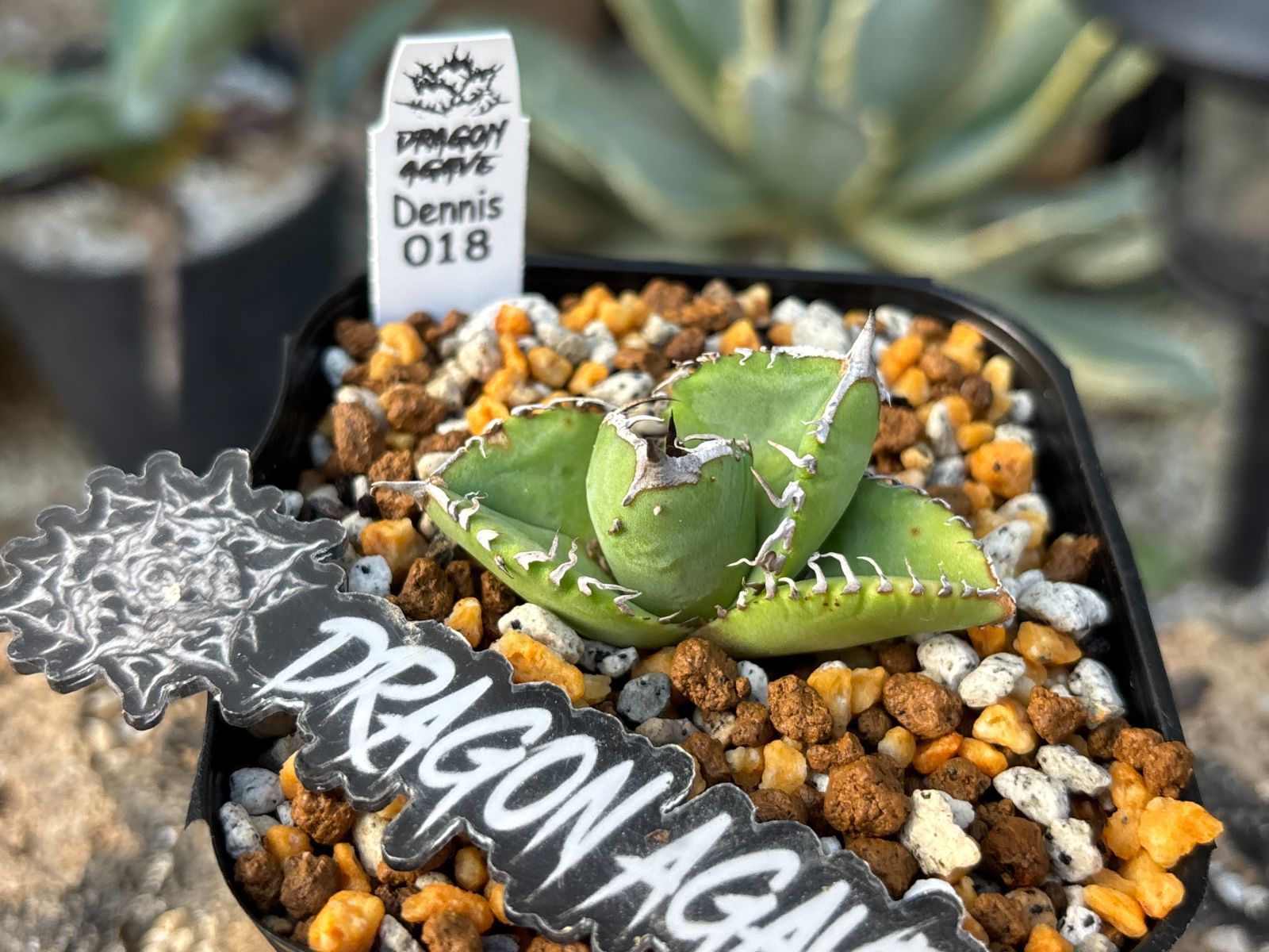 Dragon Agave産》アガベ チタノタ 'DENNIS 018'｜台湾アガベ、中株1点