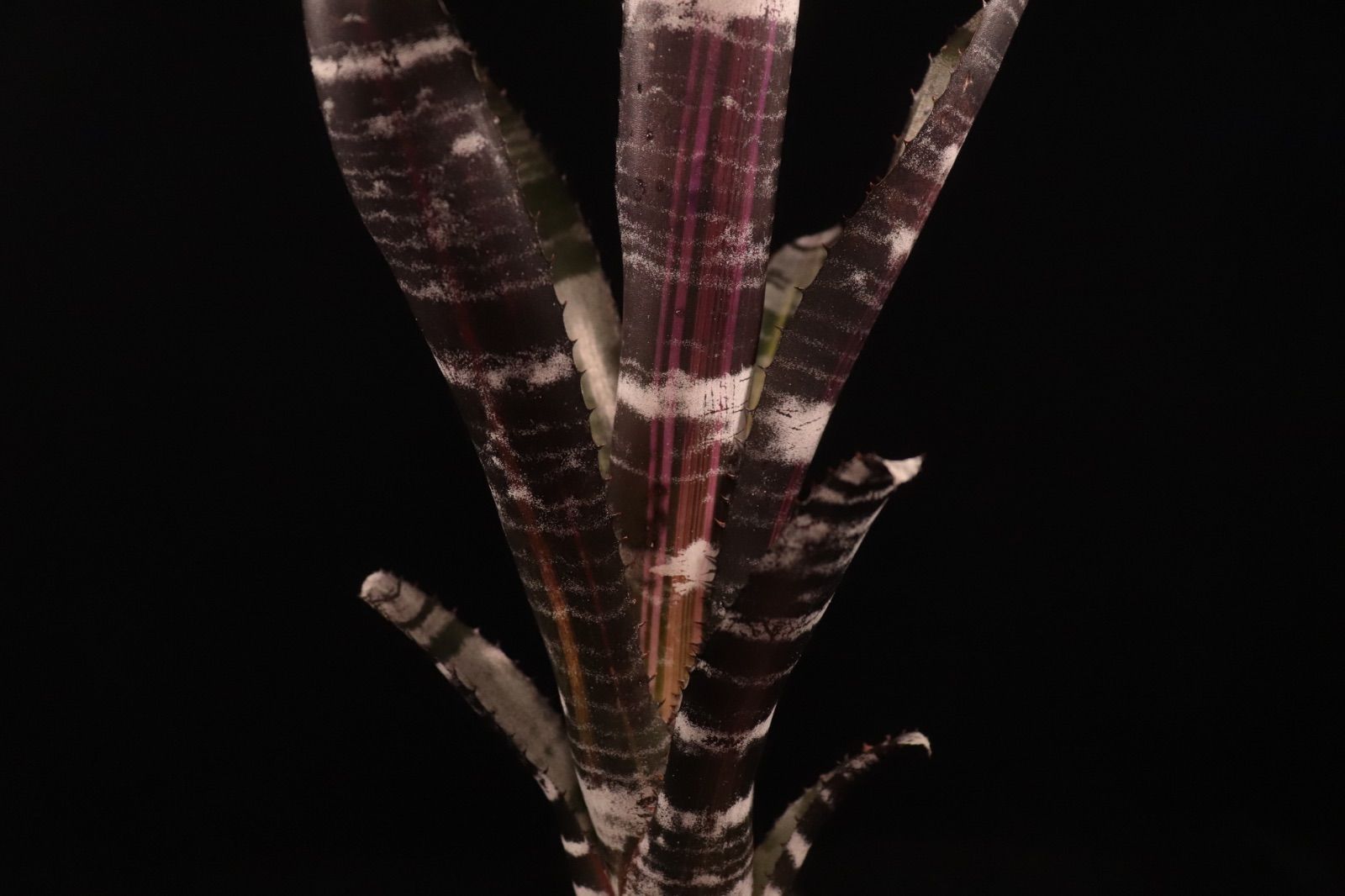 Aechmea 'Roberto Menescal'〔エクメア〕現品発送A184 送料無料】Aechmea 'Roberto Menescal'〔エクメア〕現品発送A184