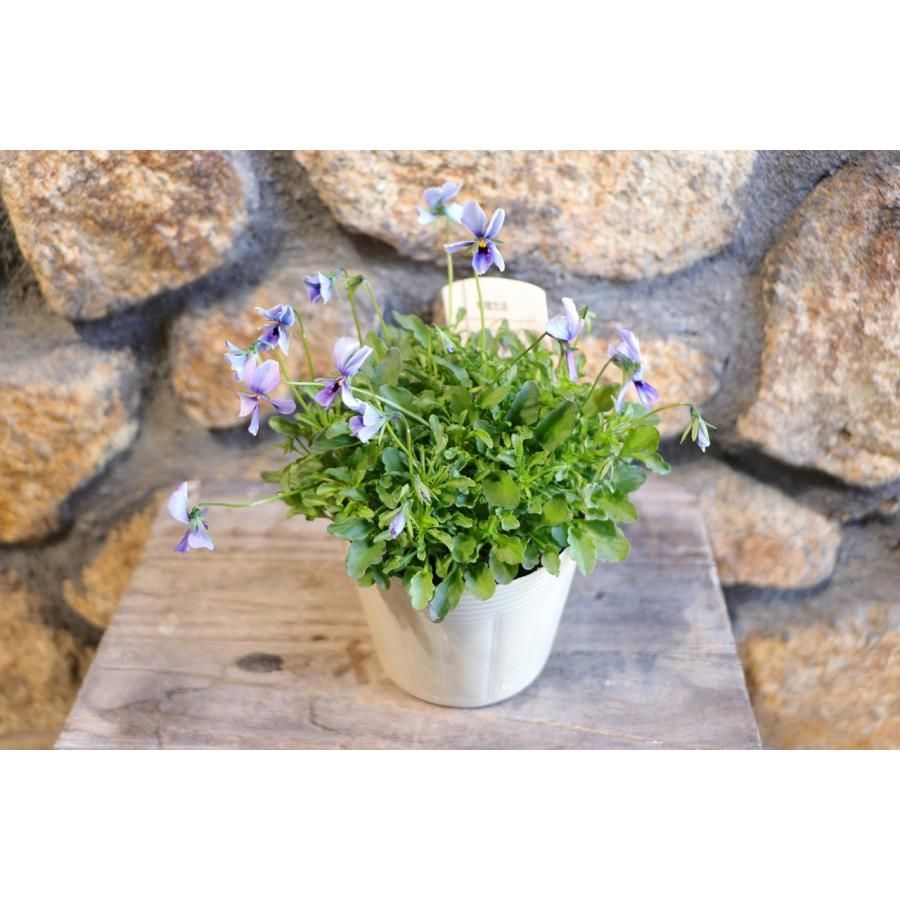 寄せ植え花 神戸べっぴんさんエミュ 【公式通販】