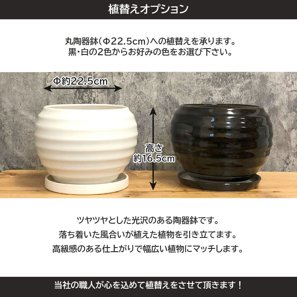 観葉植物 【希少品種】 アローディア プロセラ 4号 【現品】 黒プラスチック鉢 受皿付 ビザールプランツ 多肉植物 塊根植物 コーデックス お祝い  プレゼント 送料無料 - メルカリ