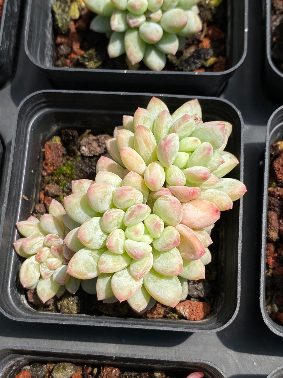 抜き苗 多肉植物