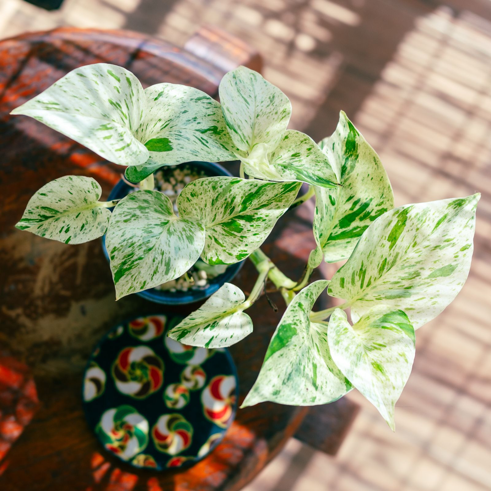 株分け苗】 スキンダプサス sp.ミリ産