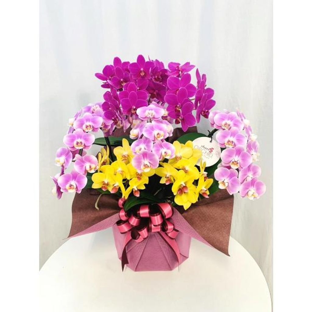 シェアオーキッド シェアできる胡蝶蘭 ミディ胡蝶蘭 黄色　イエロー 胡蝶蘭 7本立ち（7株） ミディコチョウラン シェアオーキッド MIX寄せ 8号7株 フラワーギフト