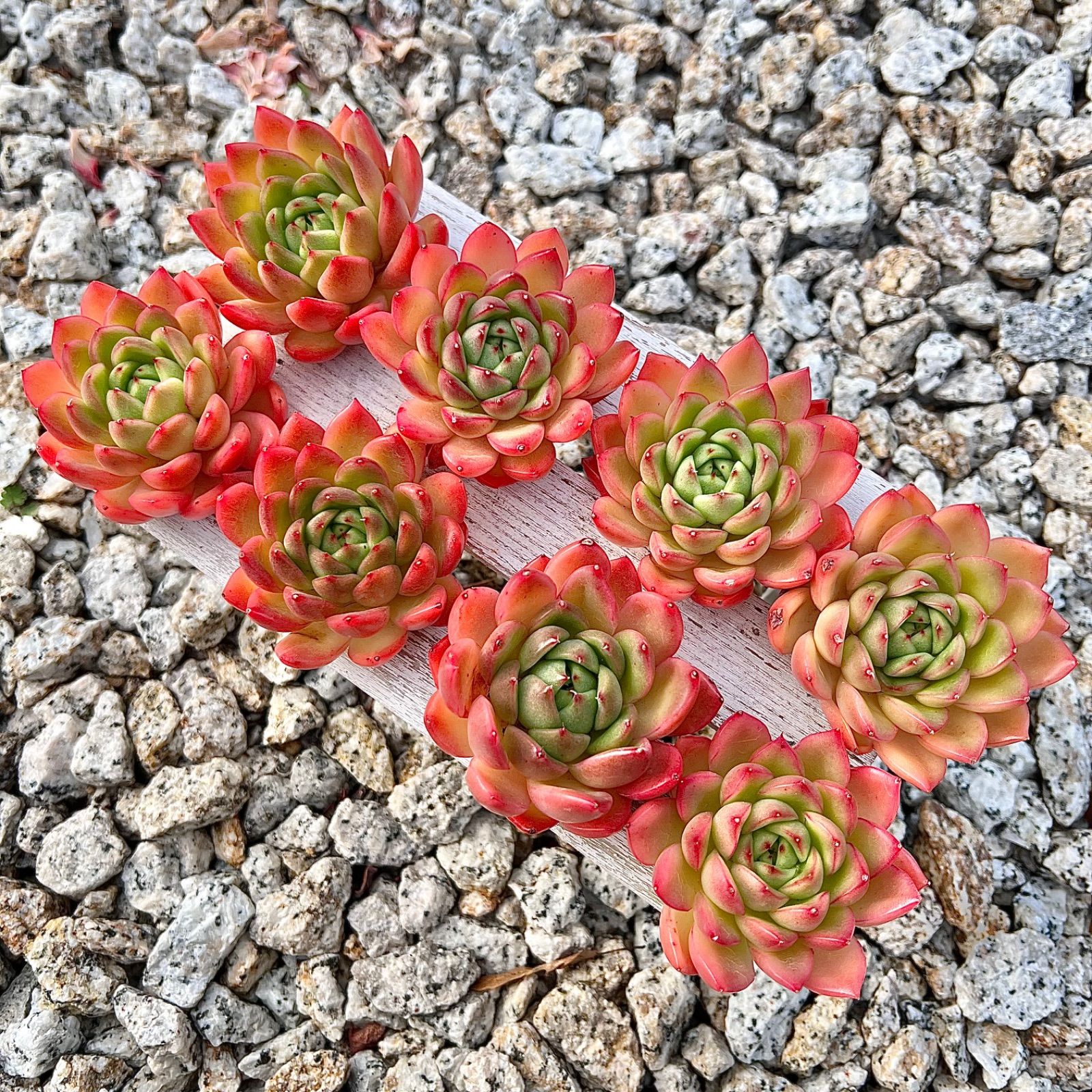 ご購 多肉植物❤️ラズアガ❤️1株5cm拔キ苗韓国苗 - フラワー