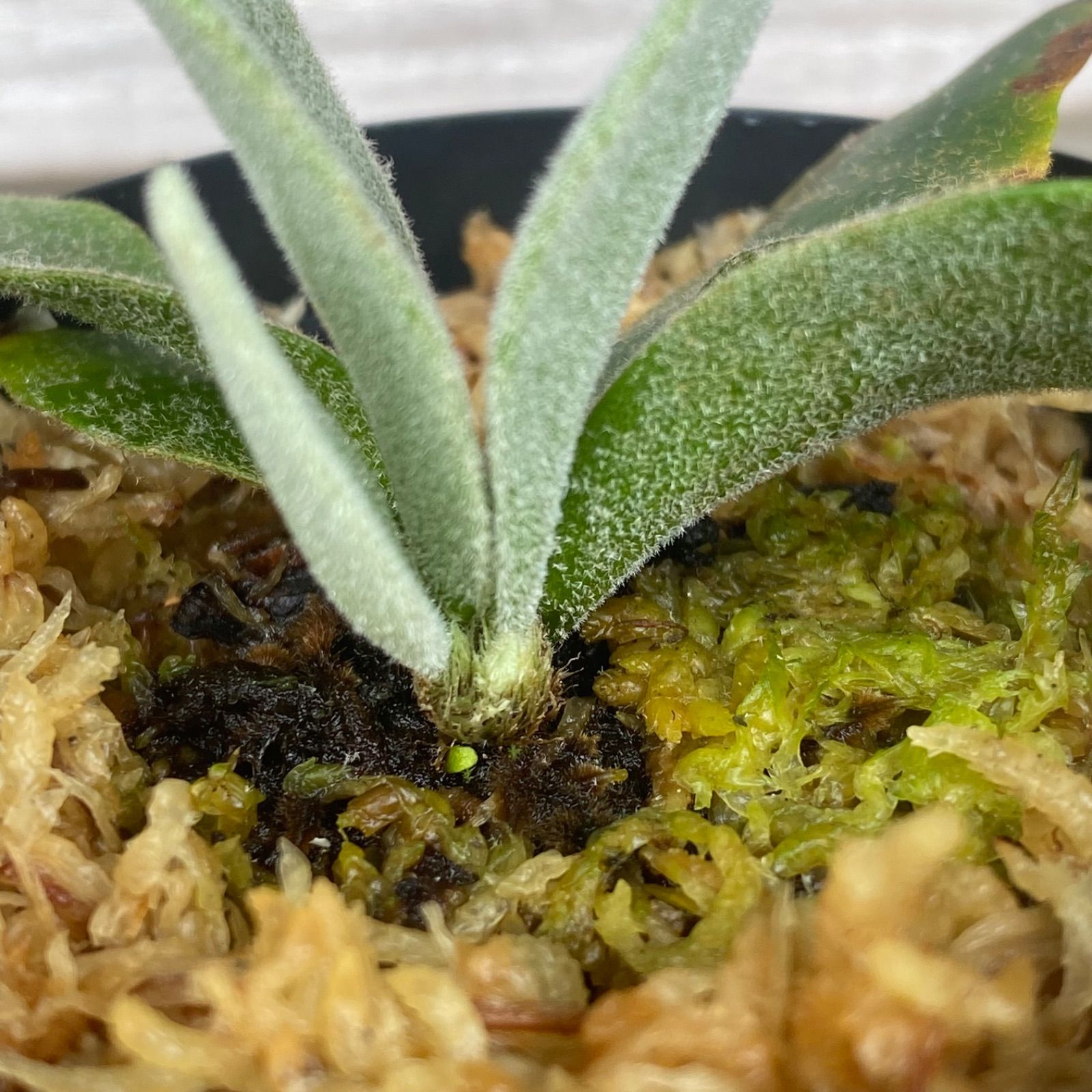 コ*ん様 ビカクシダ バクテリア その後のビカクシダ バクテリア③ | calmplantsのビカクシダブログ