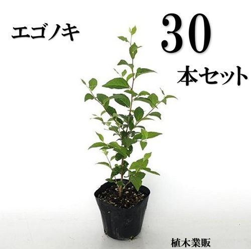 30本セット エゴノキ樹高0.3m前後10.5cmポット