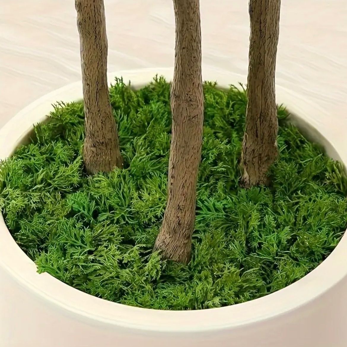 葉植物