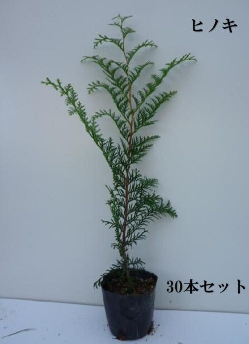 30本セット ヒノキ樹高0.5m前後10.5cmポット