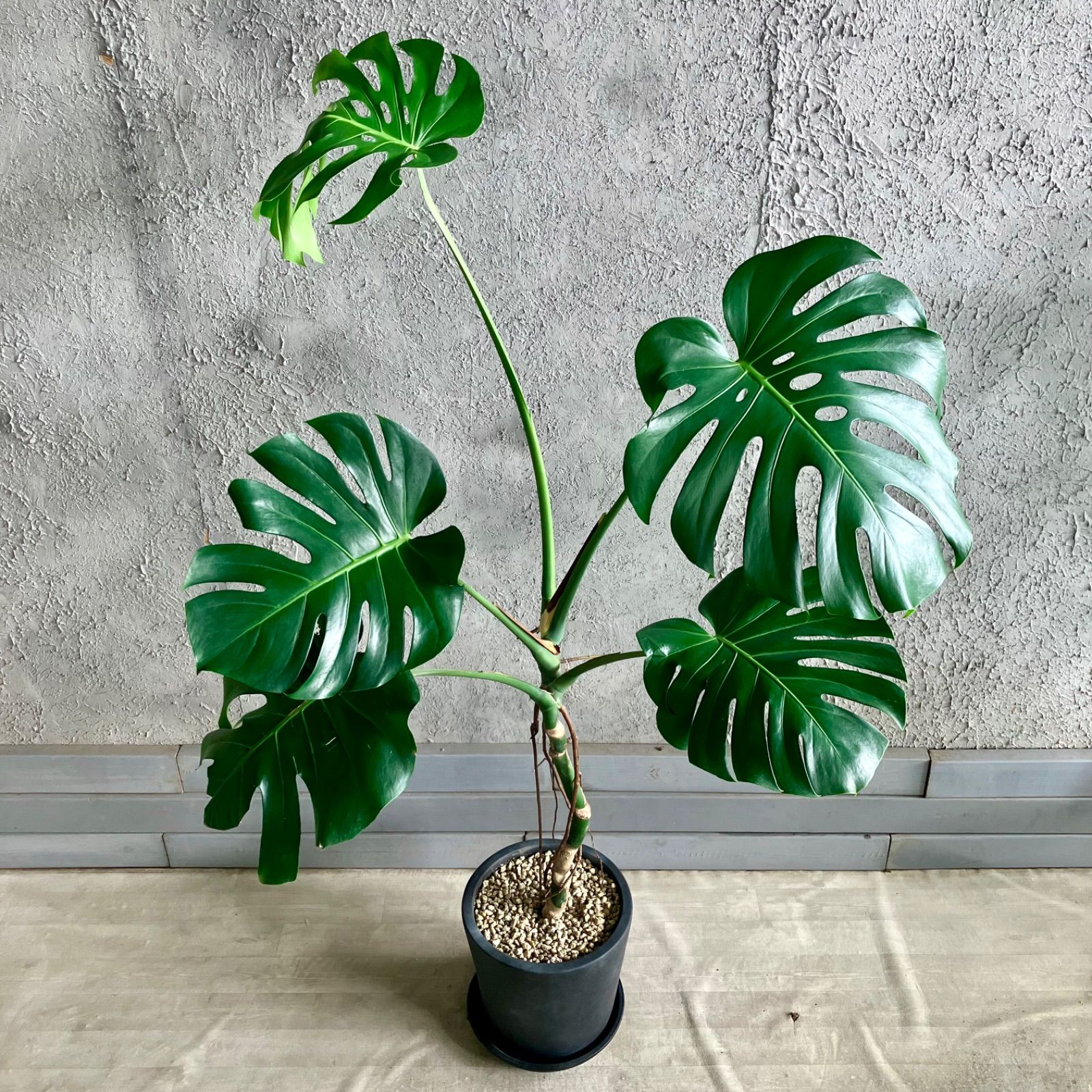 大型　美形　根上がり　モンステラ　デリシオーサ　テラコッタ鉢植え　受け皿付き 大型 根上がり モンステラ デリシオーサ 10号 テラコッタ鉢植え