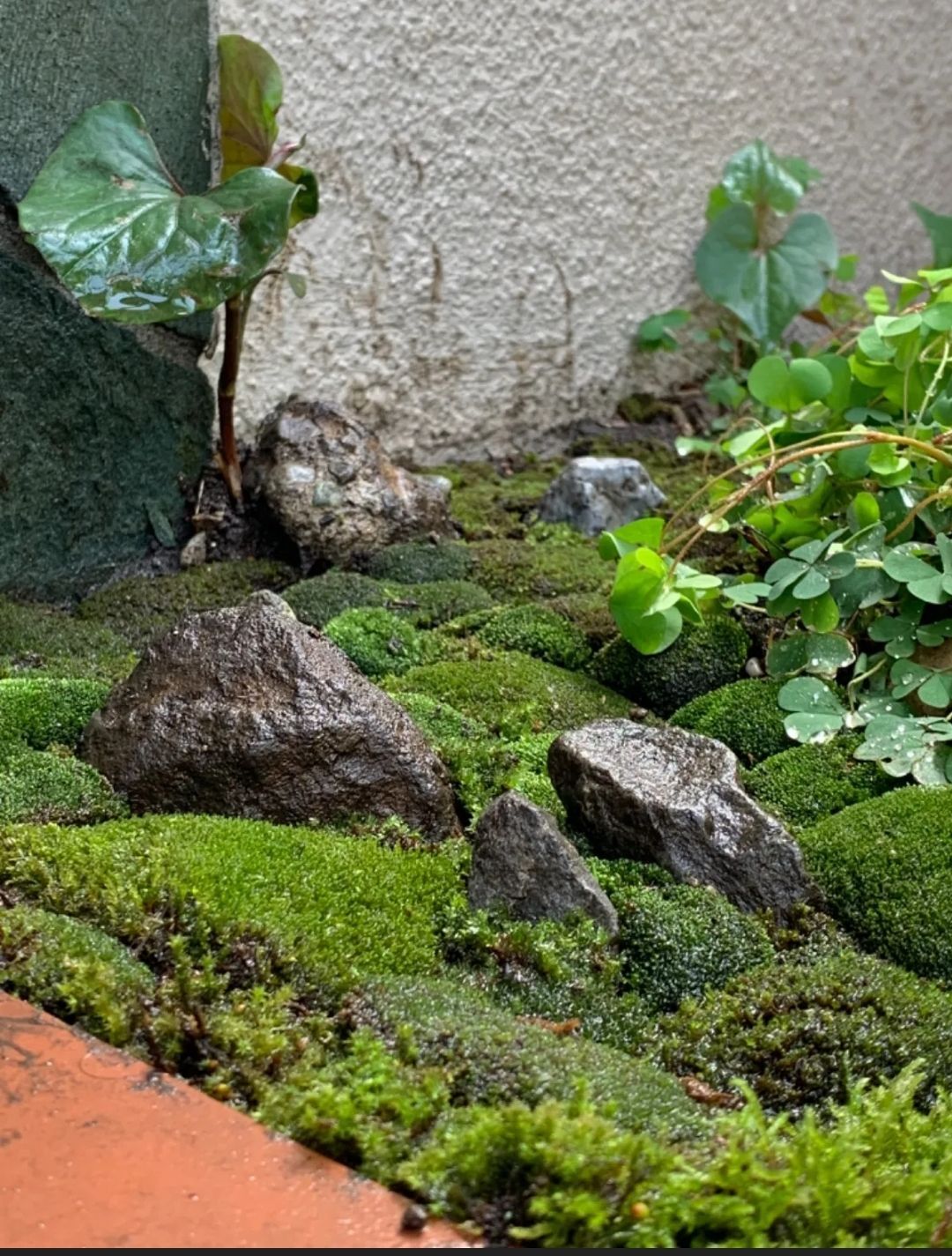 スナゴケ大容量・60×30cmサイズ・お庭・盆栽・植え木周り
