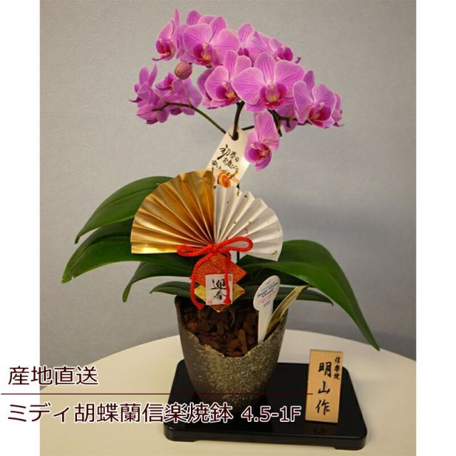 美品】The iTTO SS 胡蝶蘭 プリザーブドフラワー インテリア ギフト