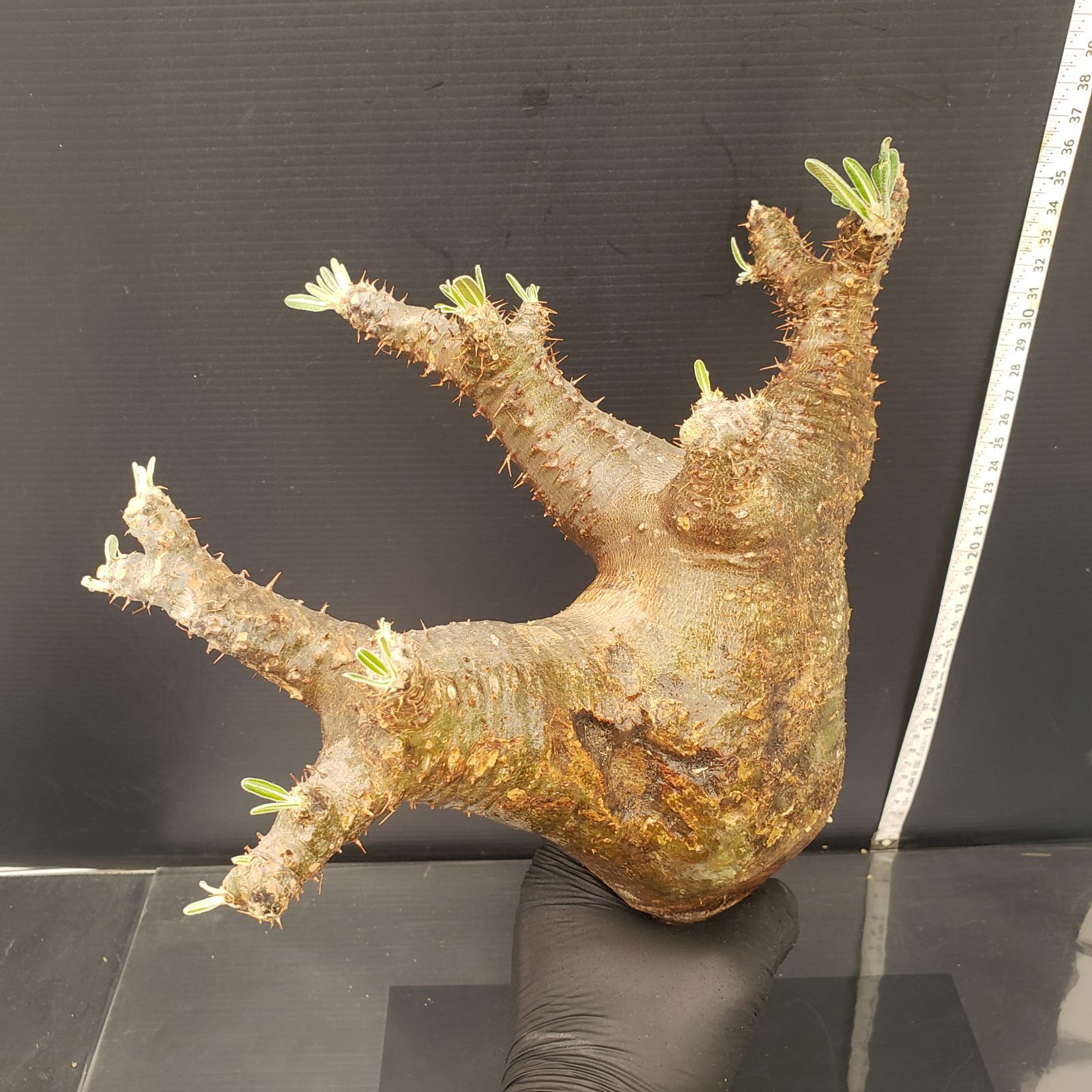 P118【新着】Pachypodium マカイエンセ（現地球・抜き苗）【塊根