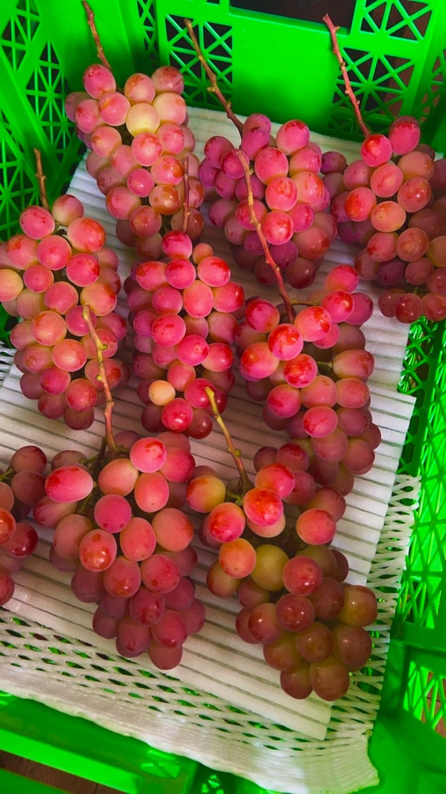 ショップ 山梨が誇る次世代の高級ぶどう❤️『サンシャインレッド