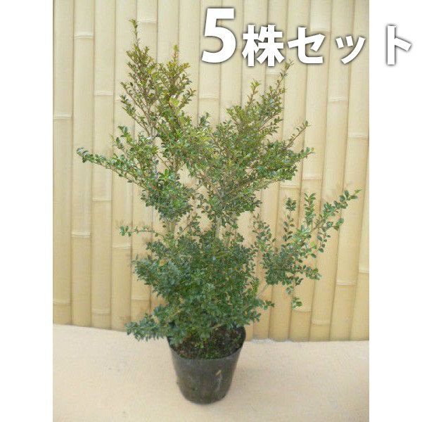 R.シュトラウスのオペラ　W.マン著（原田茂生監訳）　初版　希少美品　解説書 R.シュトラウスのオペラ W.マン著（原田茂生監訳） 初版 希少美品 解説書