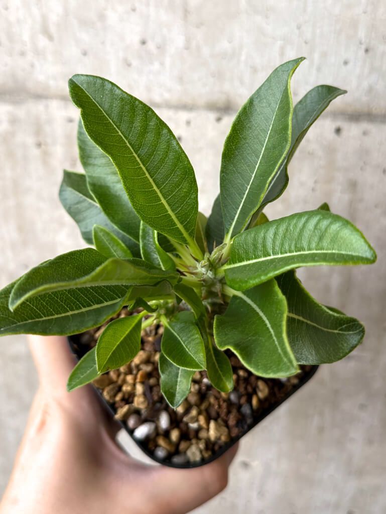 現品限り】パキポディウム・ウィンゾリー 実生【W55】 Pachypodium