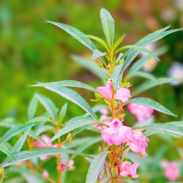 【お花の種】ホウセンカ☆八重椿咲き 混色種子 約50粒！