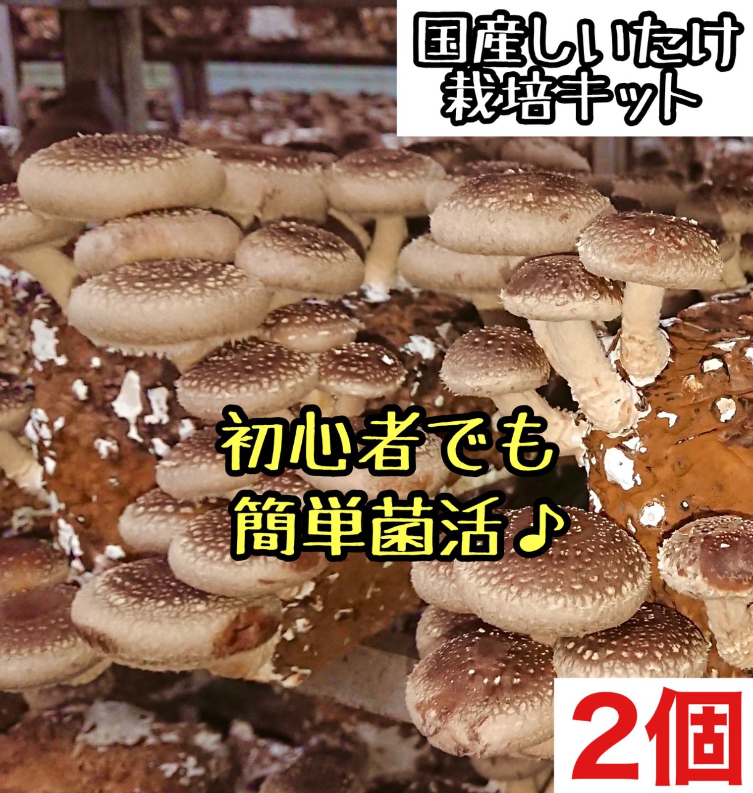 【野菜の楽園】しいたけ栽培キット きのこ栽培キット 家庭菜園 2個