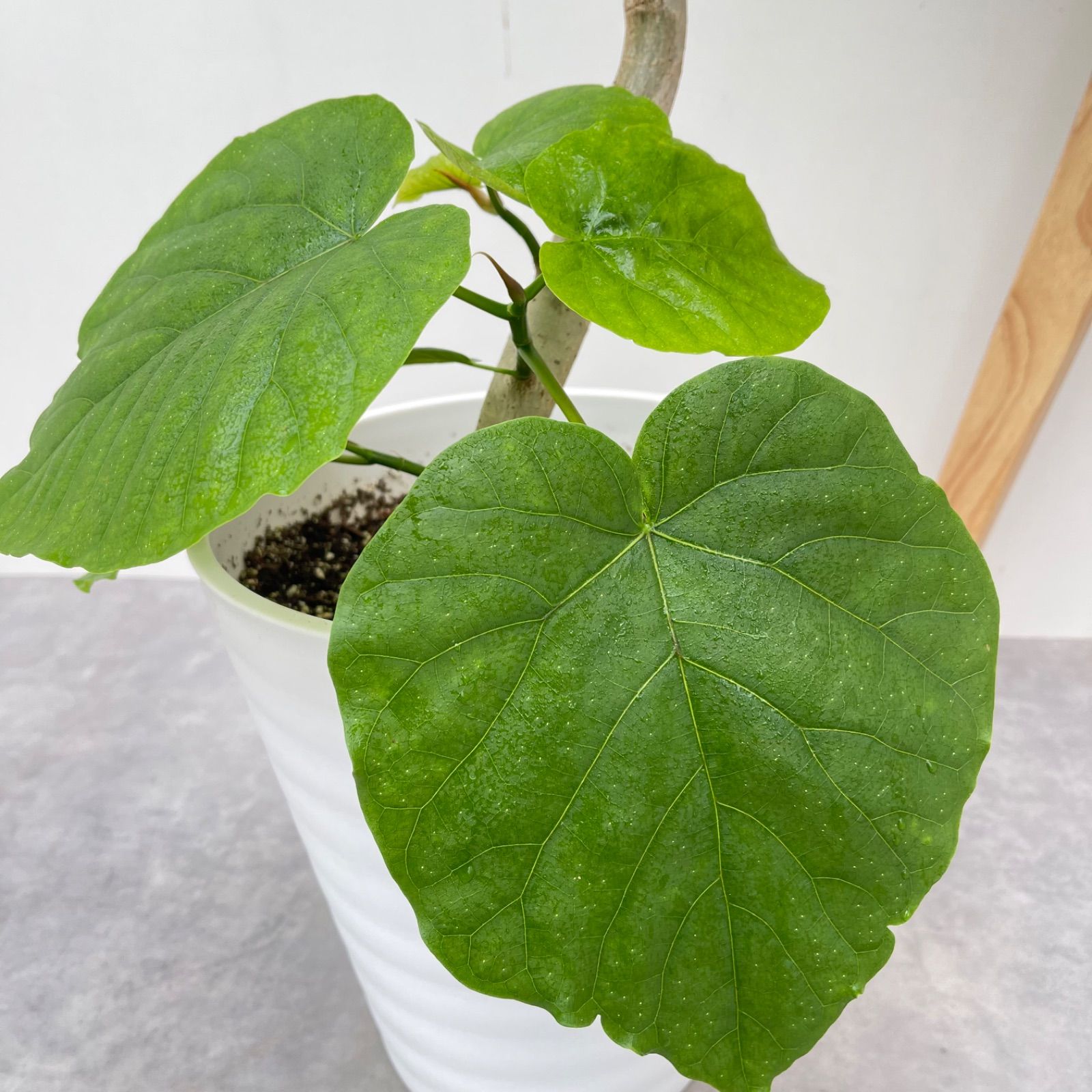 【じょうさん様】フィカス◦ウンベラータ 曲がり幹♪ 120cm♪ 観葉植物 本物 選べる樹形 フィカス・ウンベラータ 10号鉢 直幹