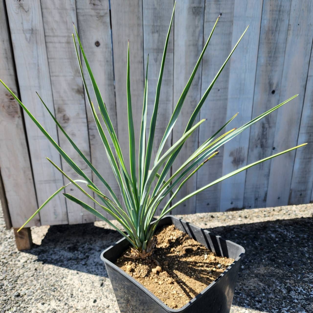 専用出品 特割 ユッカ リギダ (つ) ユッカ リギダ （27 ユッカリギダ Yucca rigida （選抜太株）発
