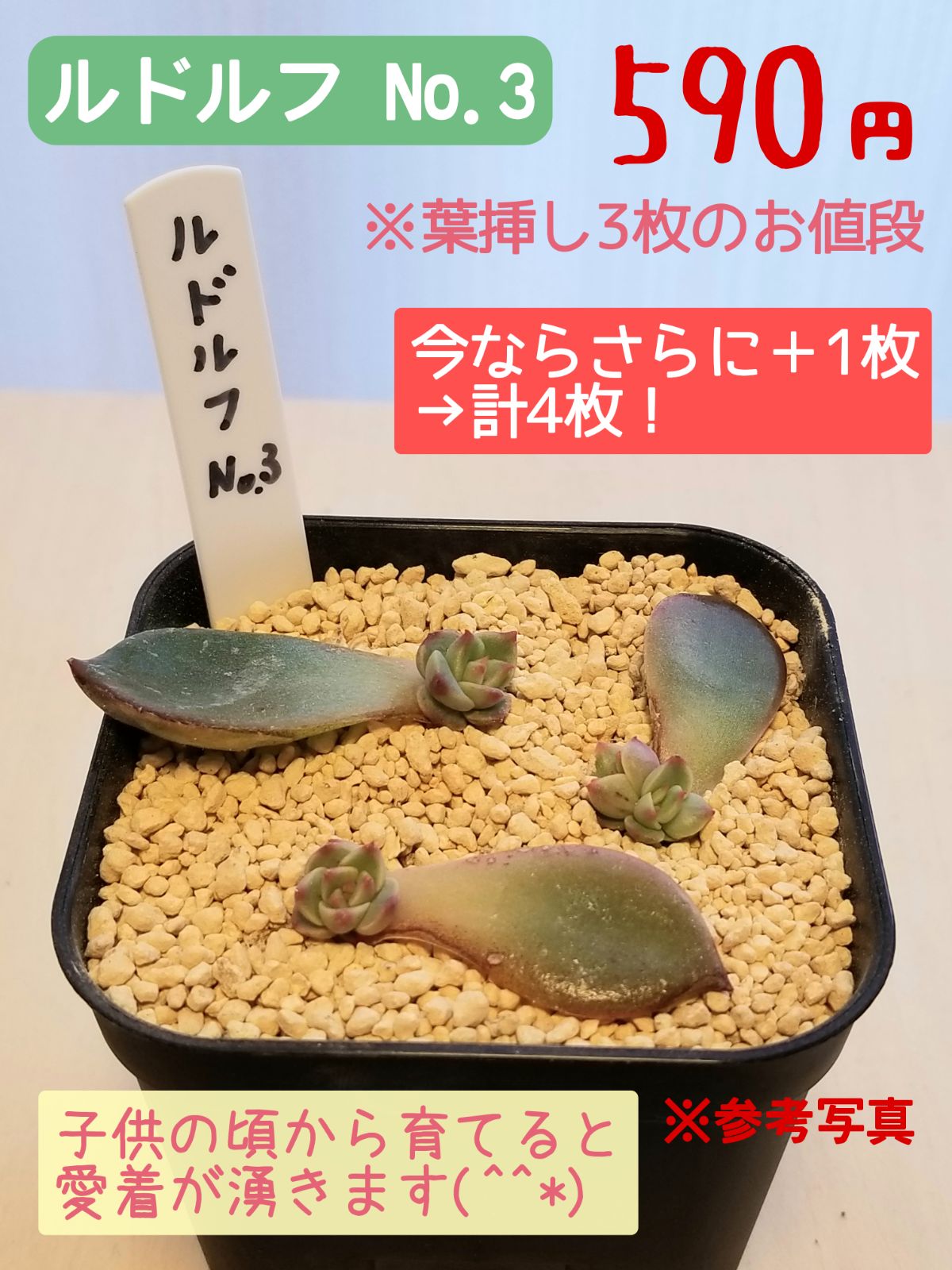 多肉植物 エケベリア ルドルフNO.3 葉挿し 抜き苗(しっかり発根)3＋1枚