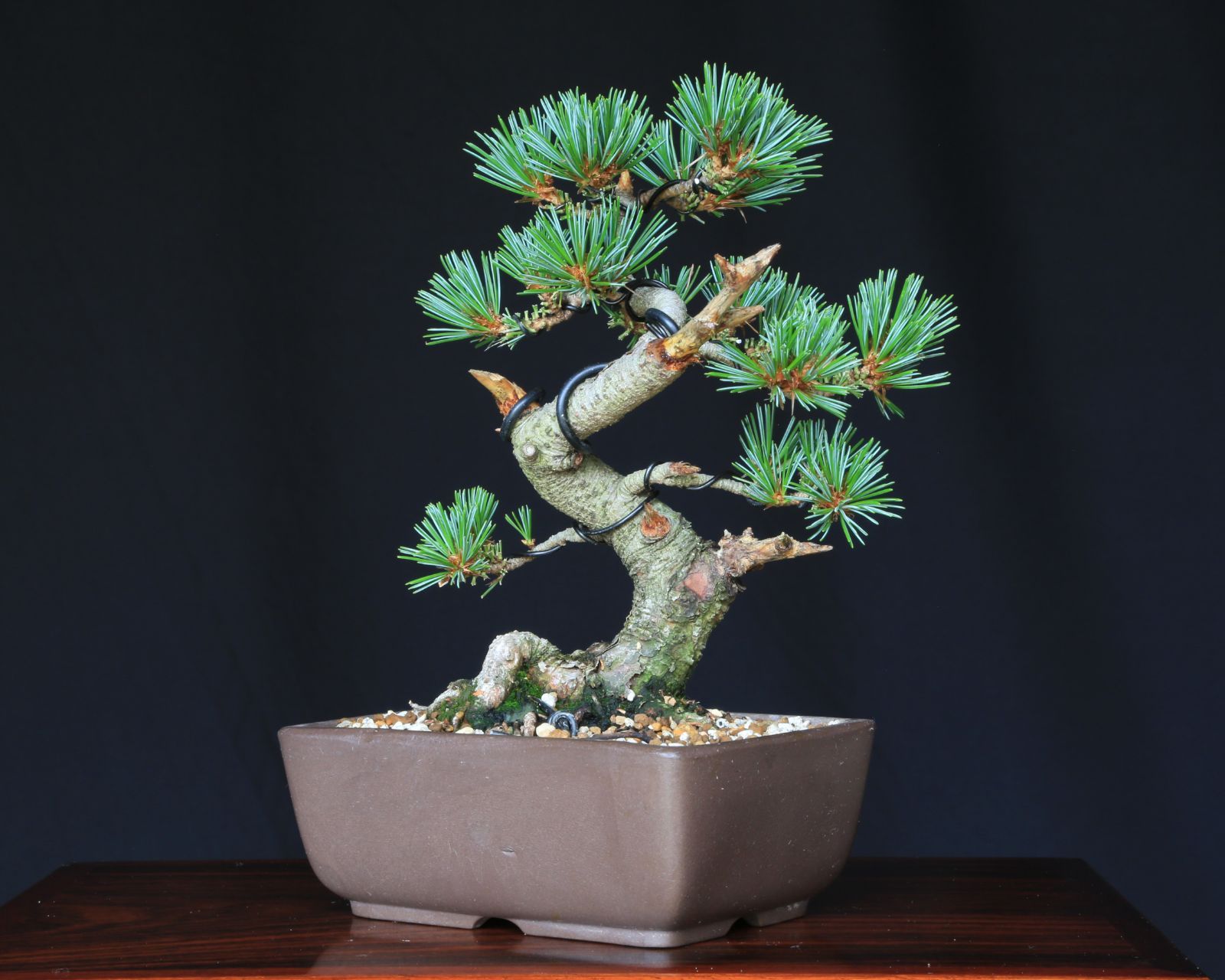 吾妻五葉松　短葉　樹齢約40年　実生 吾妻五葉松 短葉 樹齢約40年 実生 吾妻五葉松 短葉 樹齢約40