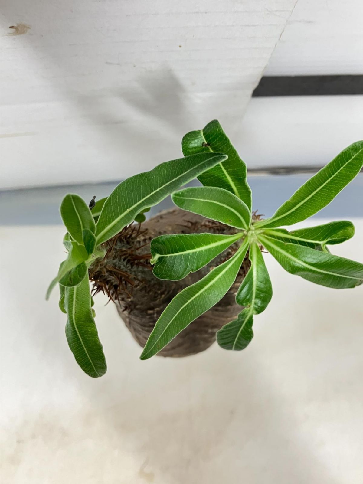 gracilius グラキリス １ 実生苗 ヤマト運輸発送のみ 多肉植物 Pachypodium  パキポディウム(サボテン)｜売買されたオークション情報、yahooの商品情報をアーカイブ公開 - オークファン 観葉植物