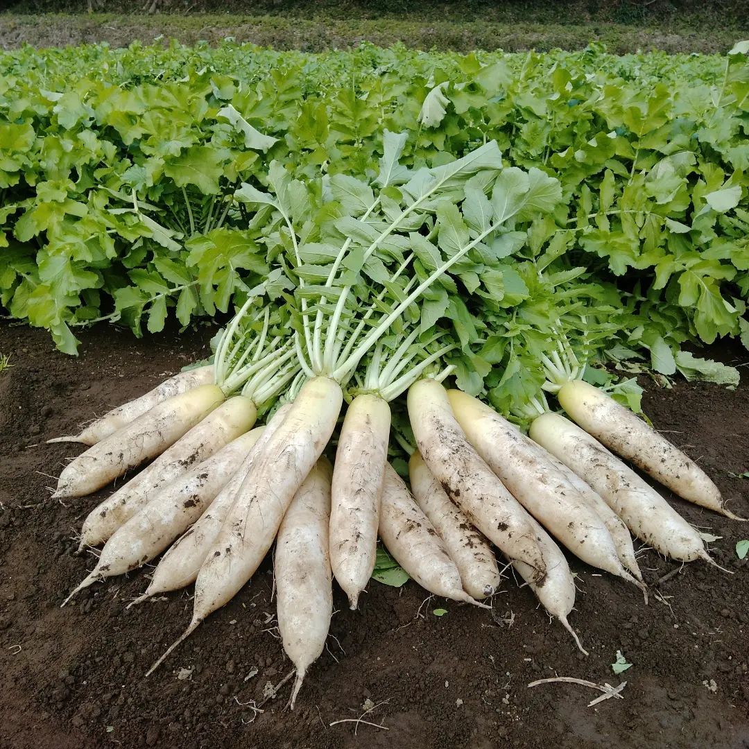 宮崎県産 割り干し大根 3kg 農家直送 - メルカリ