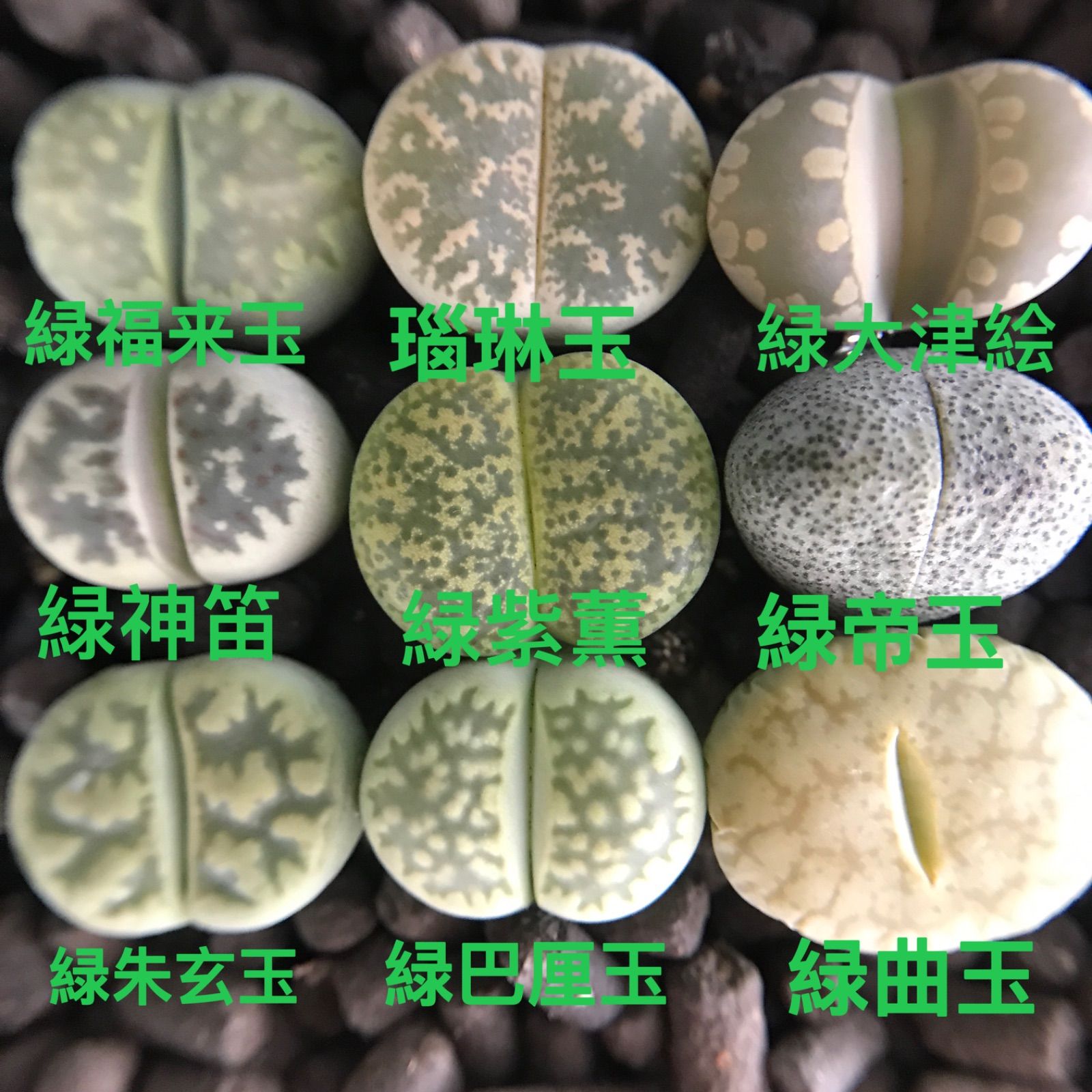 お買い得 多肉植物 リトープス コレクション 緑色系 1.2cm以上 9点 