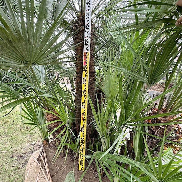 良樹形】 チャメロプス チャメロップス - メルカリ