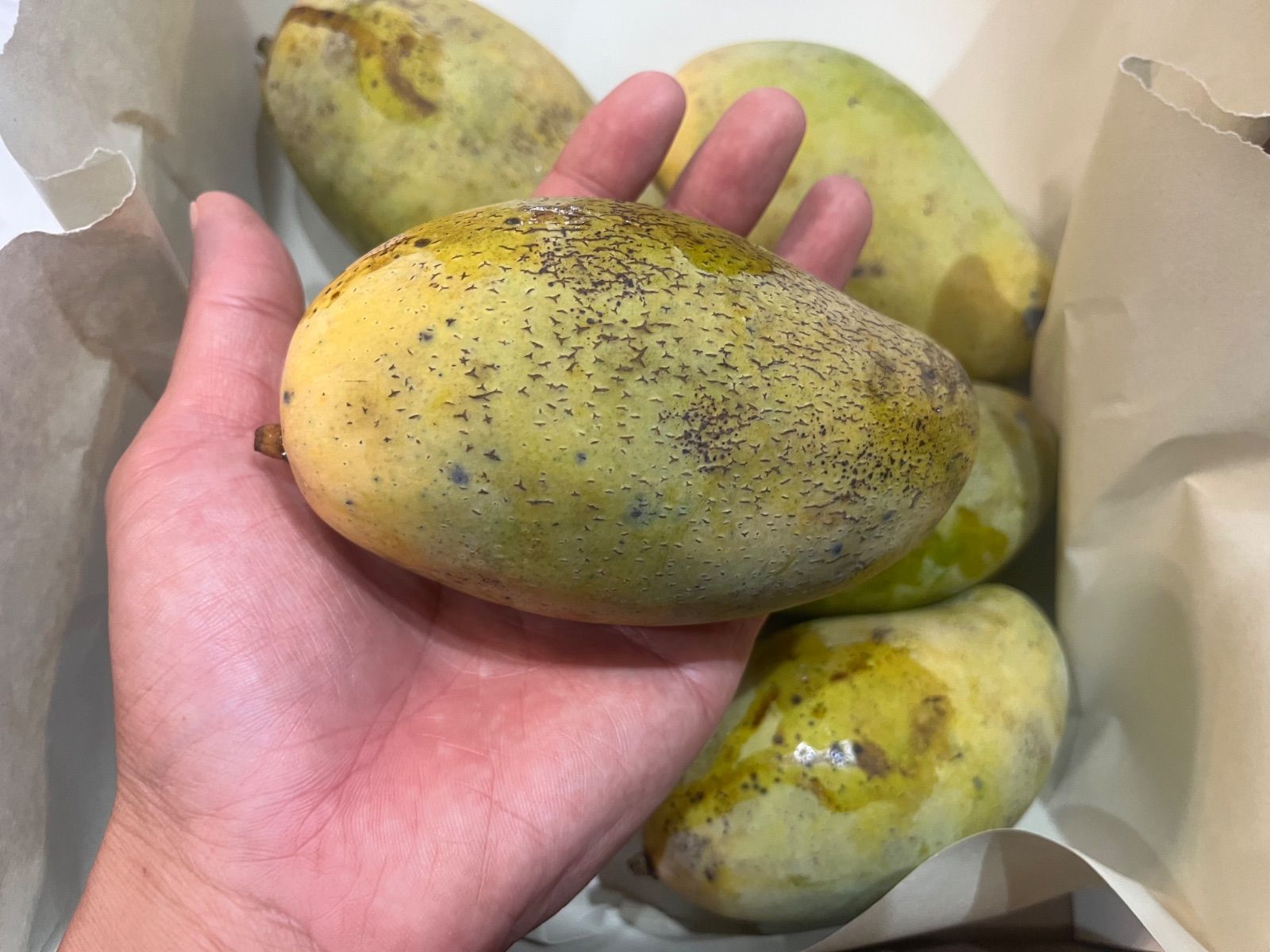 希少〉金煌マンゴー 2kg 傷あり クール便 - メルカリ